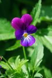 Viola tricolor