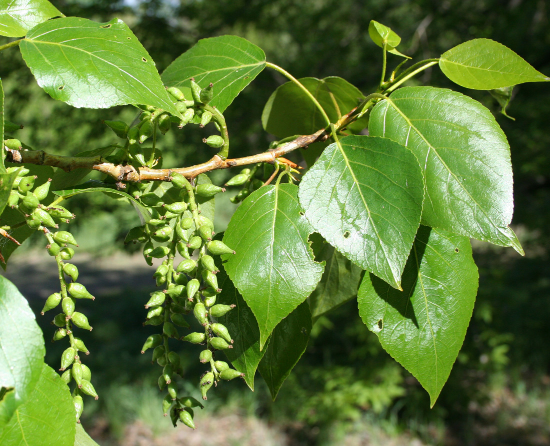 Изображение особи Populus &times; sibirica.