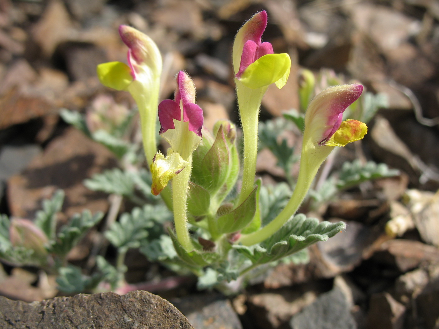 Image of Scutellaria titovii specimen.