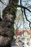 Aesculus hippocastanum. Часть ствола старого дерева с многочисленными наростами, на которых развиваются побеги из покоящихся почек. Эстония, г. Таллин, Старый город. 09.05.2013.