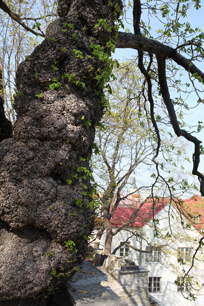 Image of Aesculus hippocastanum specimen.