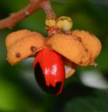 Cupaniopsis anacardioides