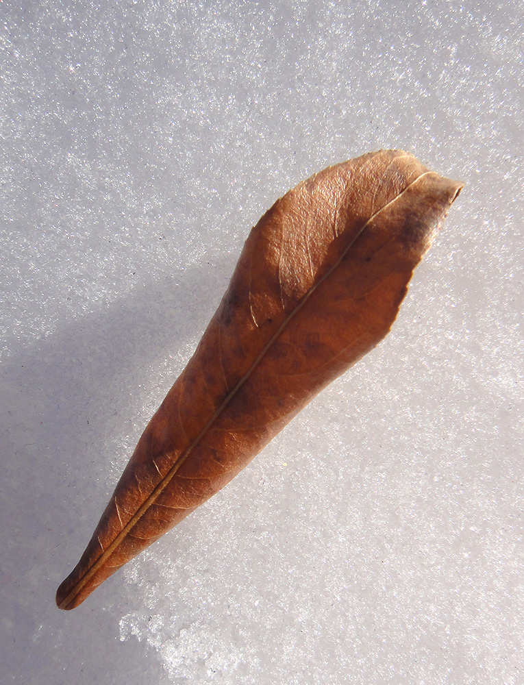 Image of Salix rorida specimen.