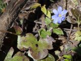 Hepatica nobilis. Цветок и лист. Ленинградская обл., Волховский р-н,, окр. Хамонтово, левый берег р. Лынна в 3 км от устья. 26.04.2014.
