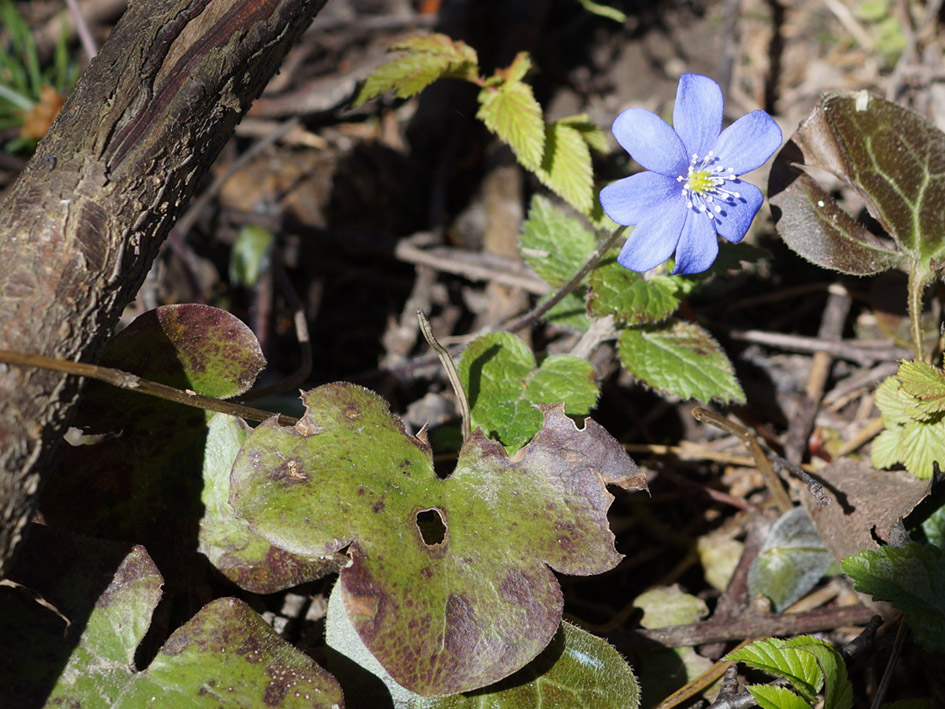 Image of Hepatica nobilis specimen.