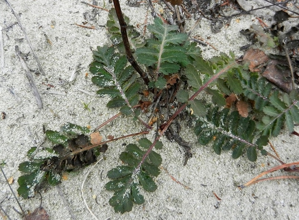 Image of Tanacetum vulgare specimen.