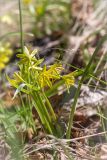 Gagea lutea. Цветущее растение. Санкт-Петербург, Старый Петергоф, парк \"Сергиевка\", газон. 25.04.2015.