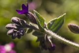 Anchusa hybrida