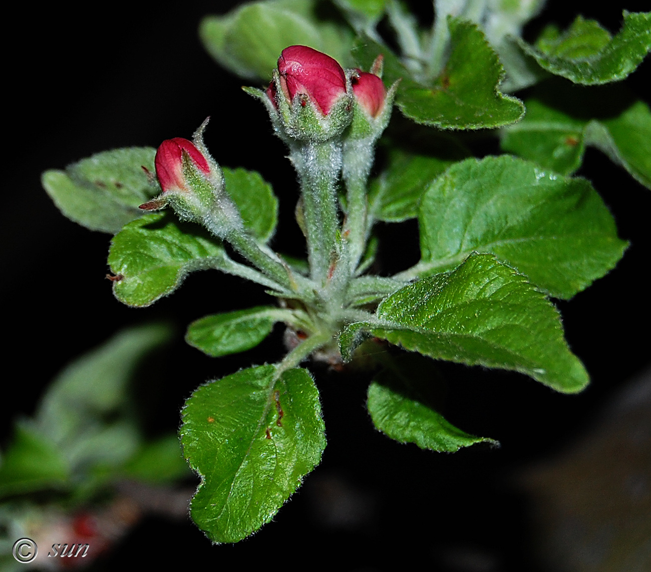 Изображение особи Malus domestica.