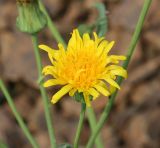 Sonchus arvensis ssp. uliginosus