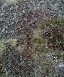genus Salix
