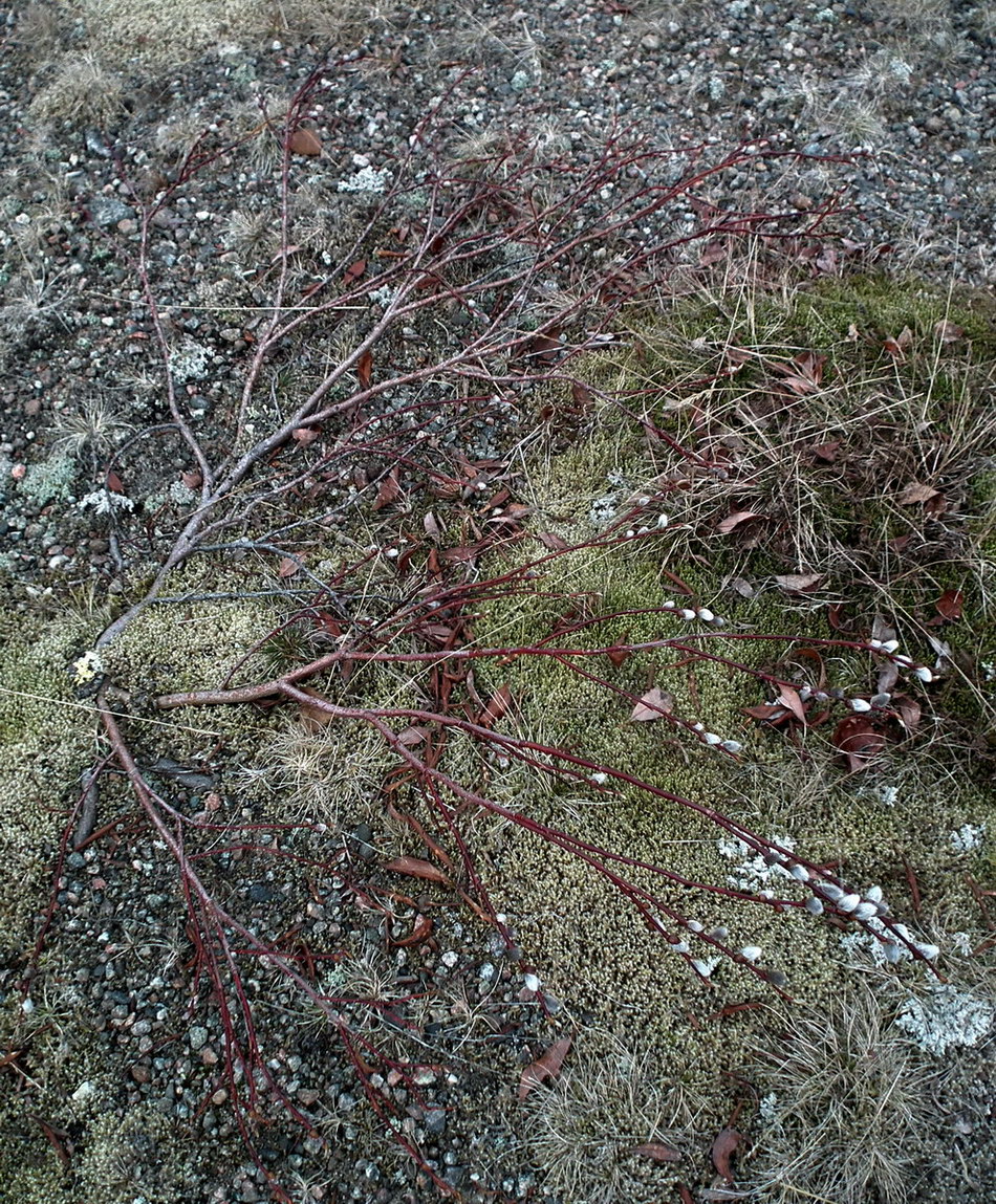 Image of genus Salix specimen.