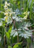 Corydalis bracteata