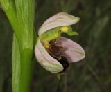 Ophrys apifera. Распускающийся цветок. Крым, окр. Феодосии, хр. Тепе-Оба, нарушенная степь в междурядьях искусственного леса из сосны крымской с примесью лиственных деревьев и кустарников. 17 мая 2016 г.