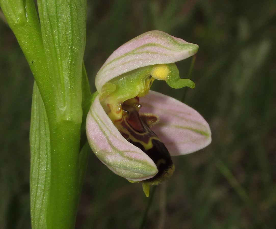 Изображение особи Ophrys apifera.