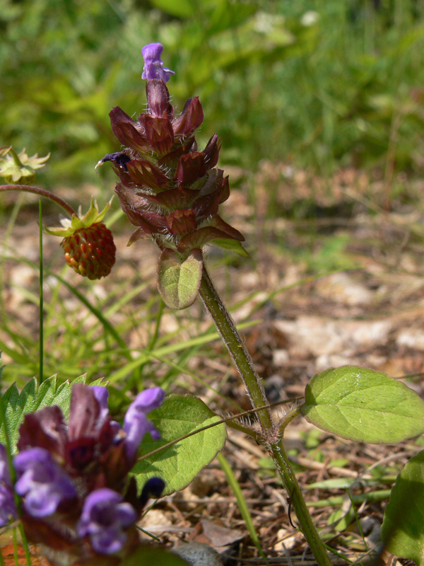 Изображение особи Prunella vulgaris.