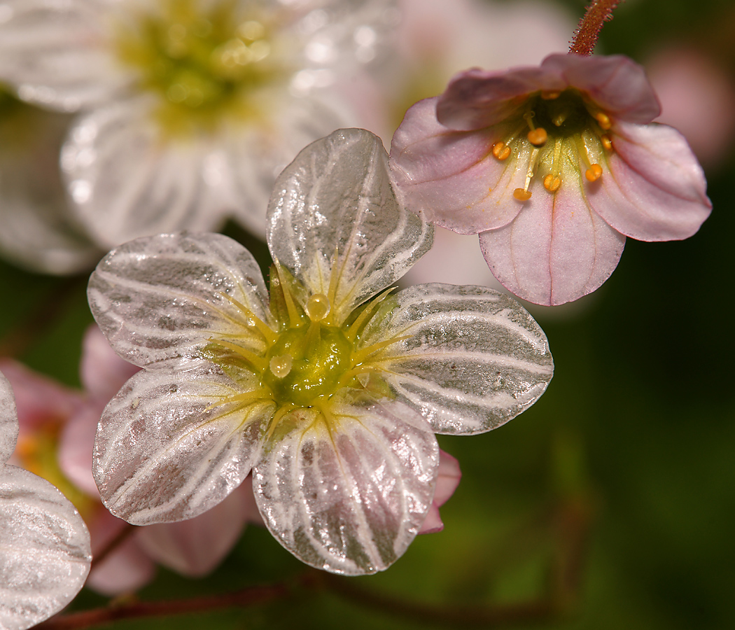 Image of Saxifraga × arendsii specimen.