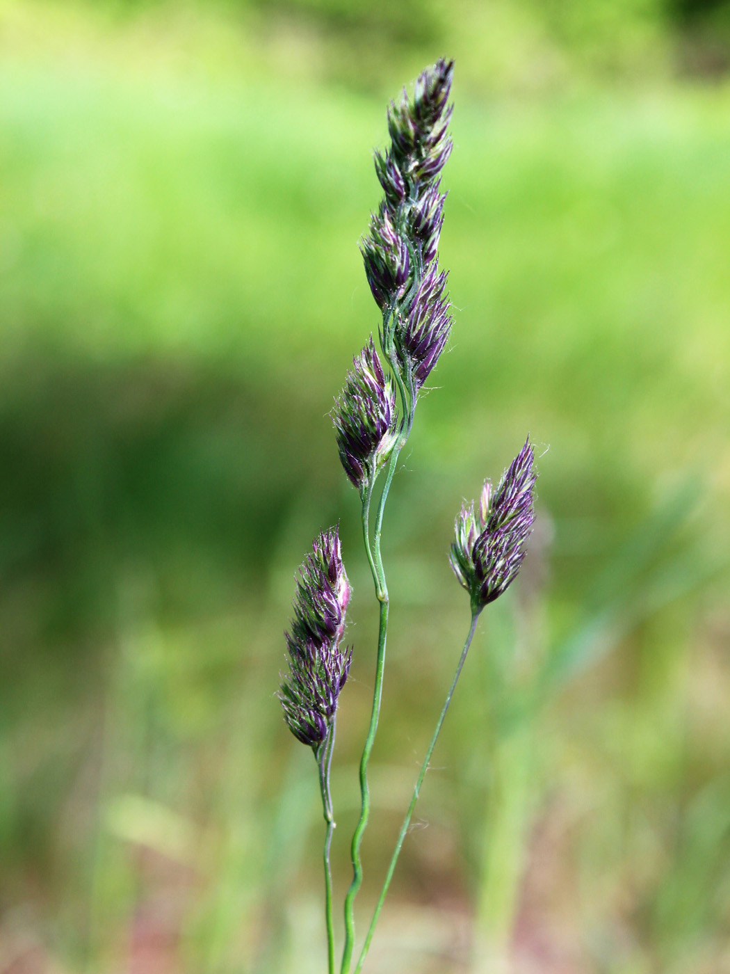 Изображение особи Dactylis glomerata.