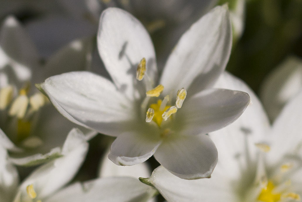 Image of genus Ornithogalum specimen.
