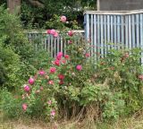 Rosa damascena. Цветущее растение. Краснодарский край, Кущевский р-н, станица Шкуринская, придворовая территория. 02.06.2016.