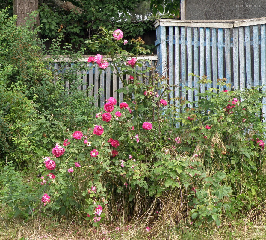 Image of Rosa damascena specimen.