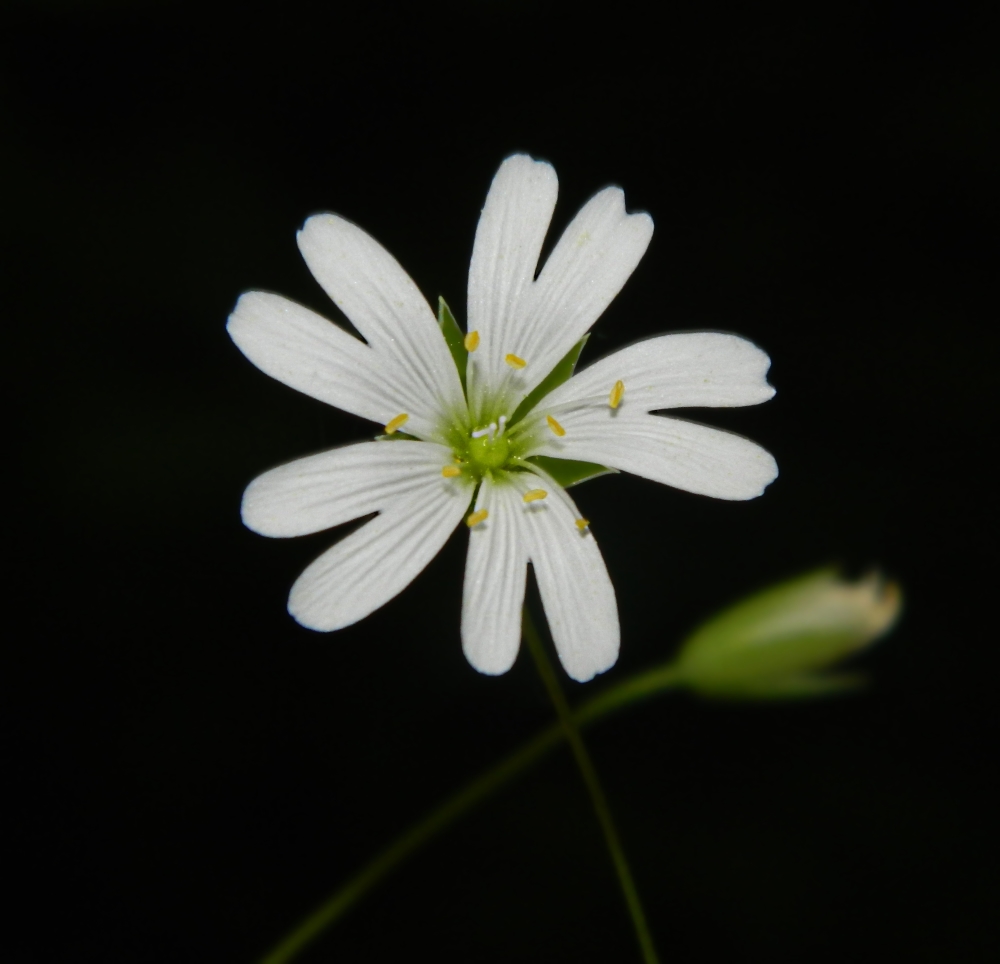 Изображение особи Stellaria holostea.