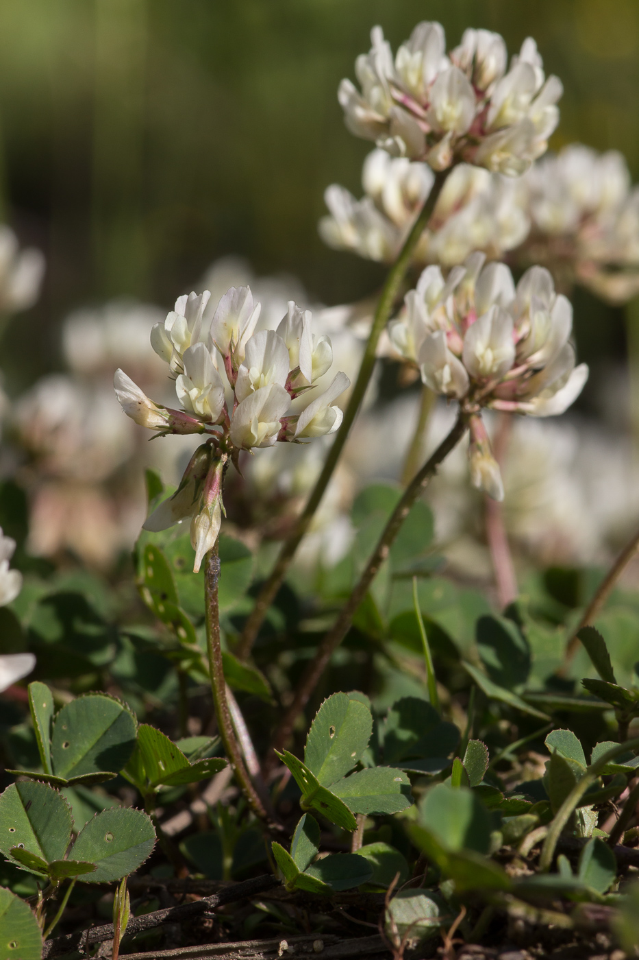 Изображение особи Trifolium repens.