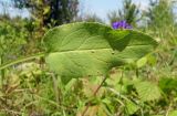 Campanula glomerata. Лист (верхняя сторона). Республика Адыгея, г. Майкоп, восточная окраина города, сырой луг. 18.06.2016.