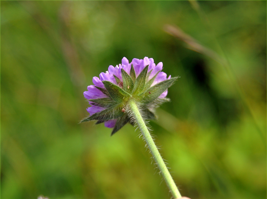 Image of Knautia arvensis specimen.