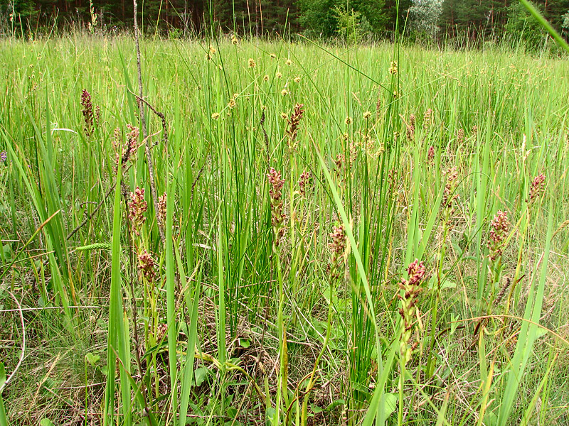 Изображение особи Anacamptis coriophora.