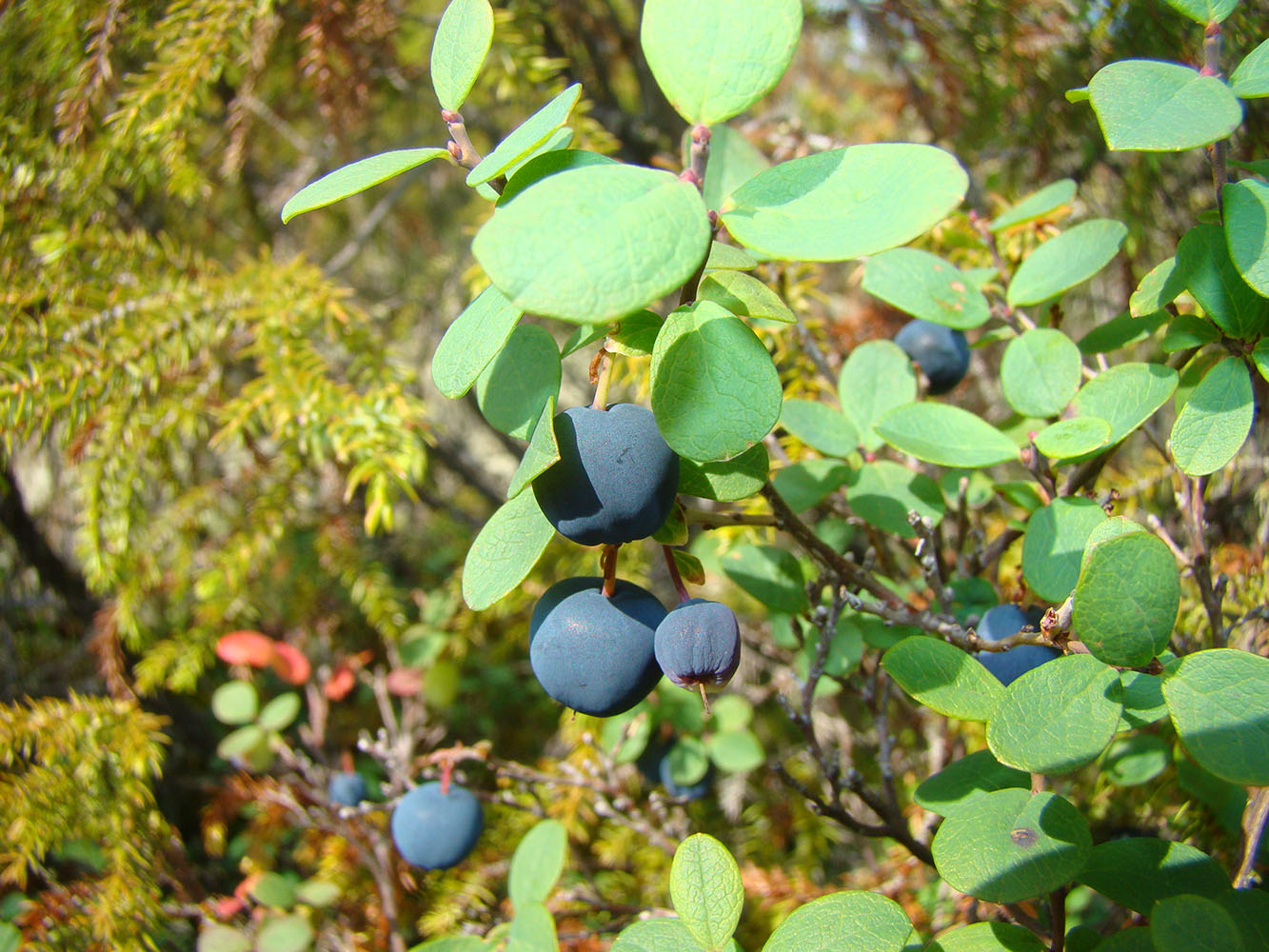 Изображение особи Vaccinium uliginosum.