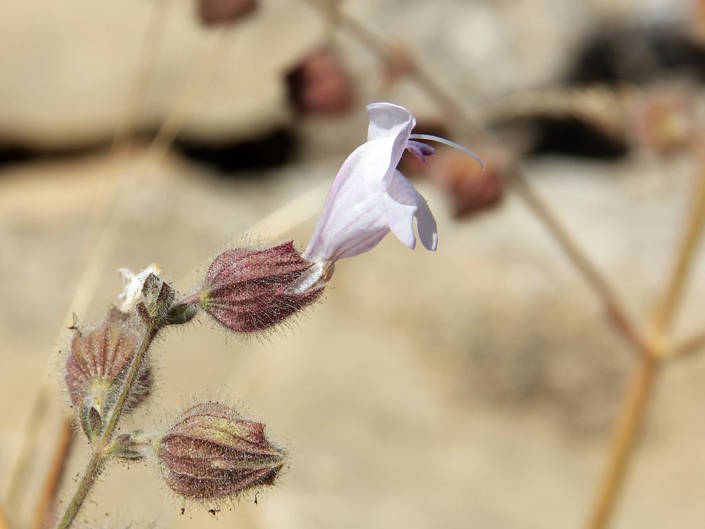 Изображение особи Salvia lilacinocoerulea.