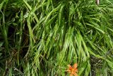 Hemerocallis fulva