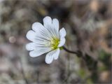 Cerastium alpinum. Цветок. Кольский п-ов, Кандалакшский берег Белого моря, каменистая коса. 24.06.2015.