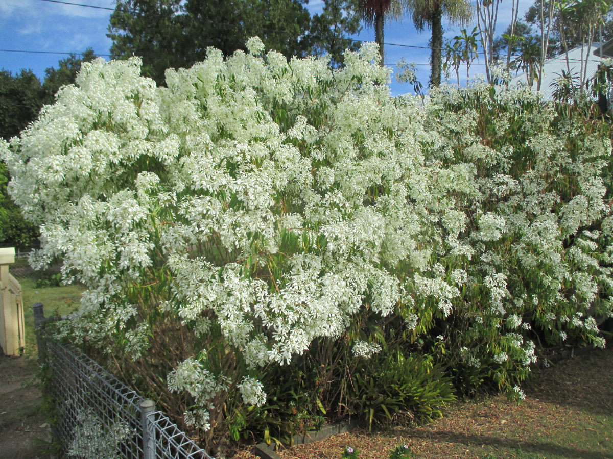 Image of Euphorbia leucocephala specimen.