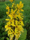 Ligularia stenocephala