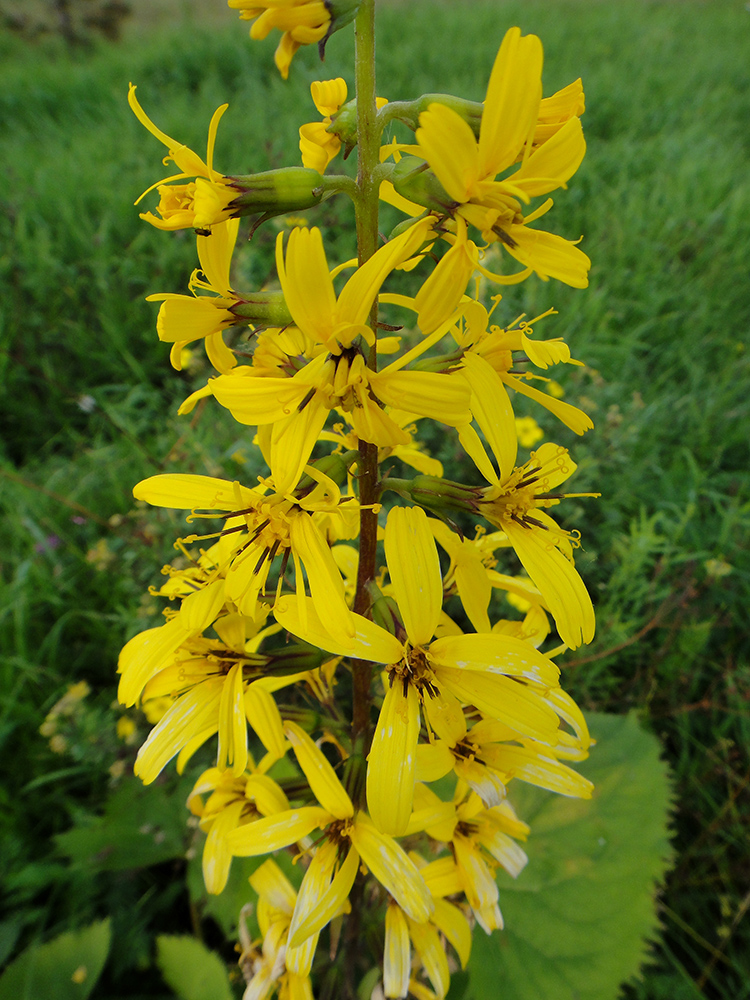 Изображение особи Ligularia stenocephala.