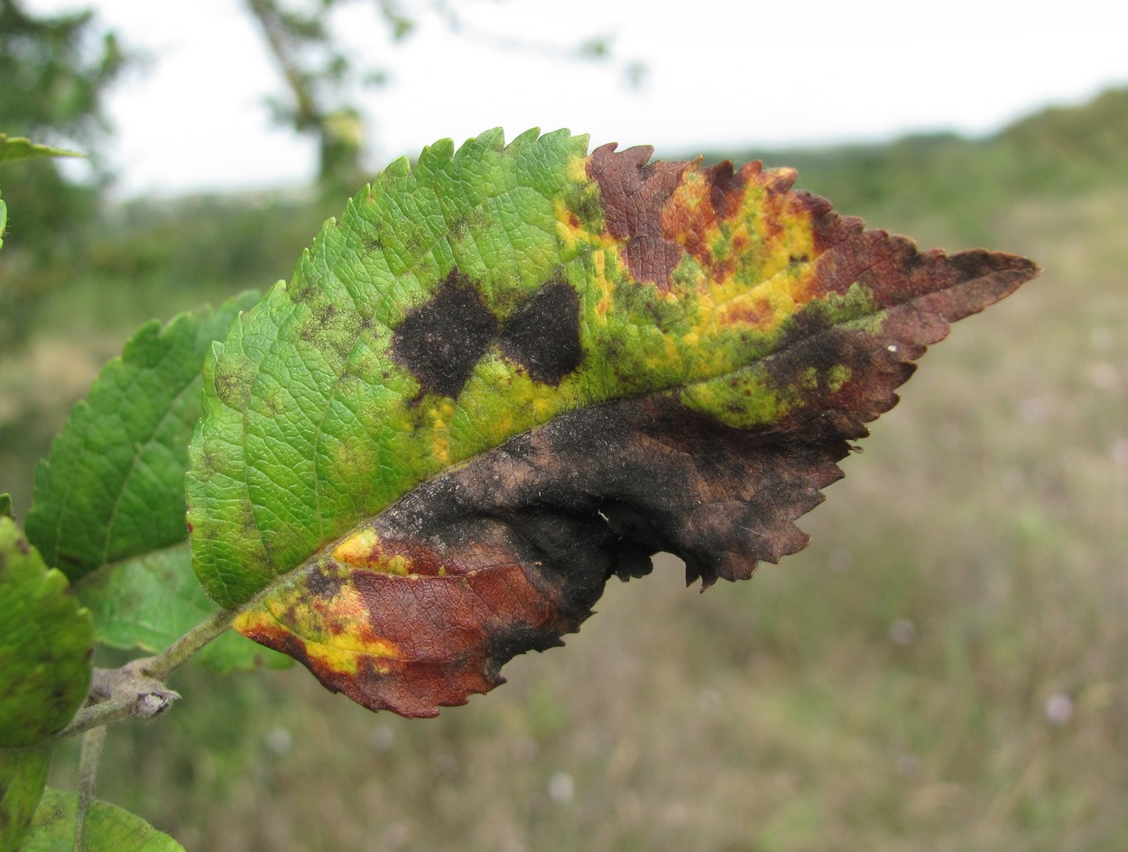 Image of Malus orientalis specimen.