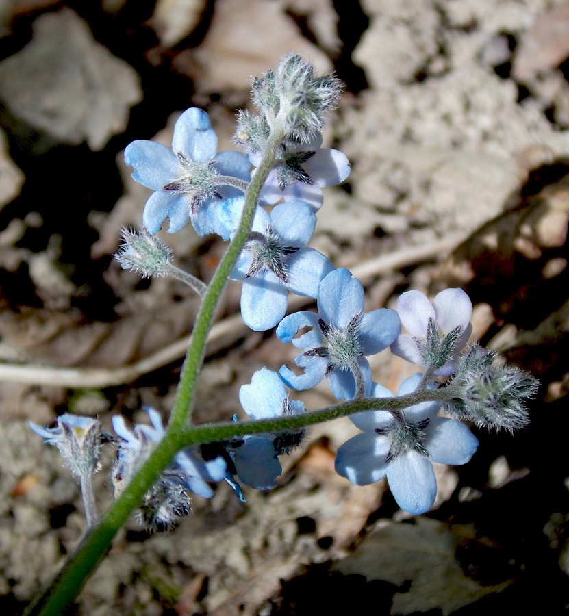 Image of Myosotis lithospermifolia specimen.