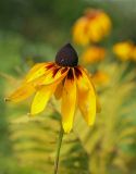 Rudbeckia hirta. Соцветие. Ярославская обл., Рыбинский р-н, с. Каменники, садовый участок, в культуре. 19.08.2016.