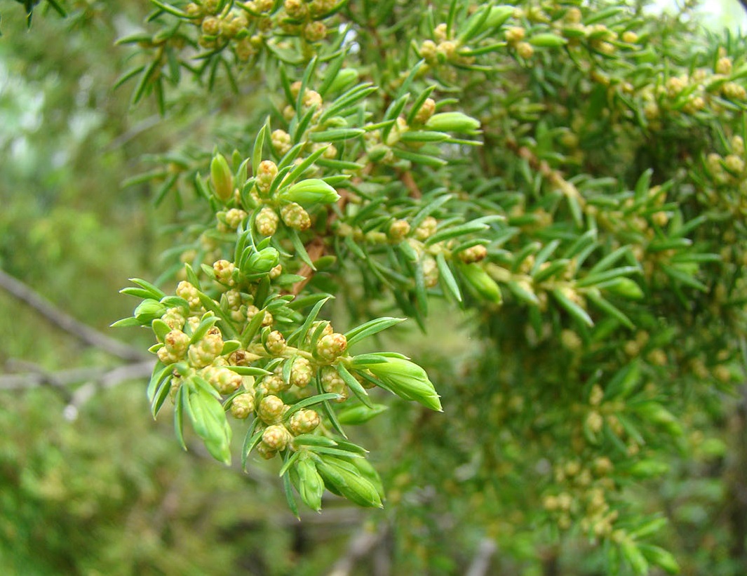 Изображение особи Juniperus communis.