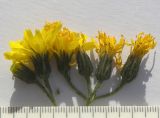 Hieracium leptoprenanthes