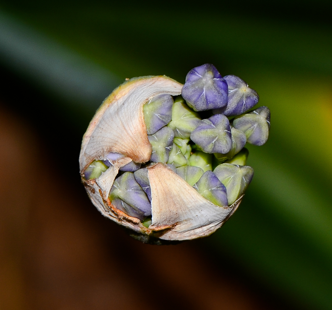 Image of Agapanthus africanus specimen.