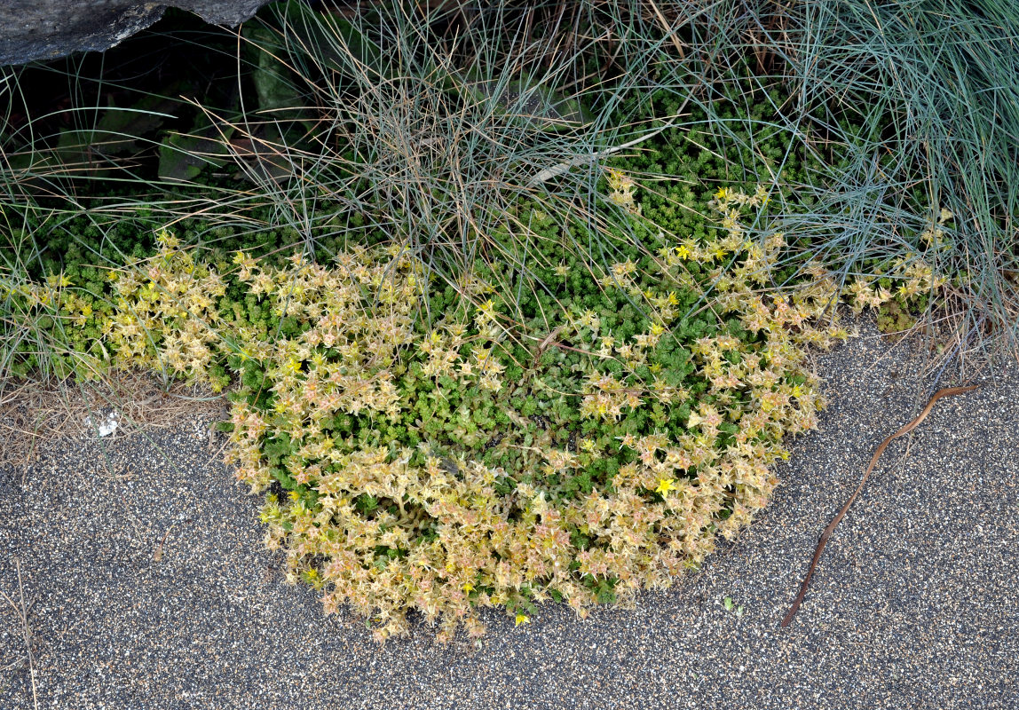 Image of Sedum acre specimen.