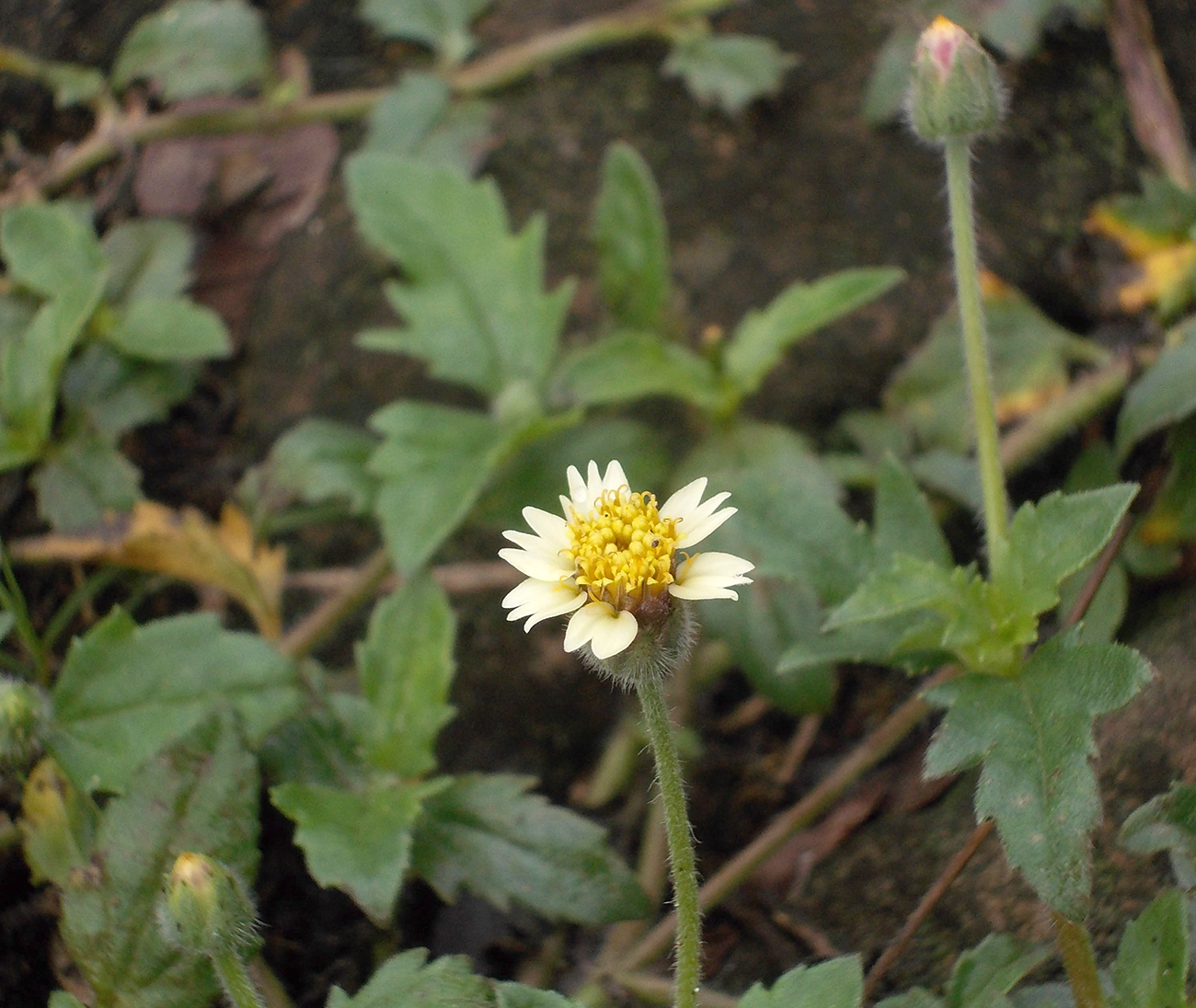 Image of Tridax procumbens specimen.