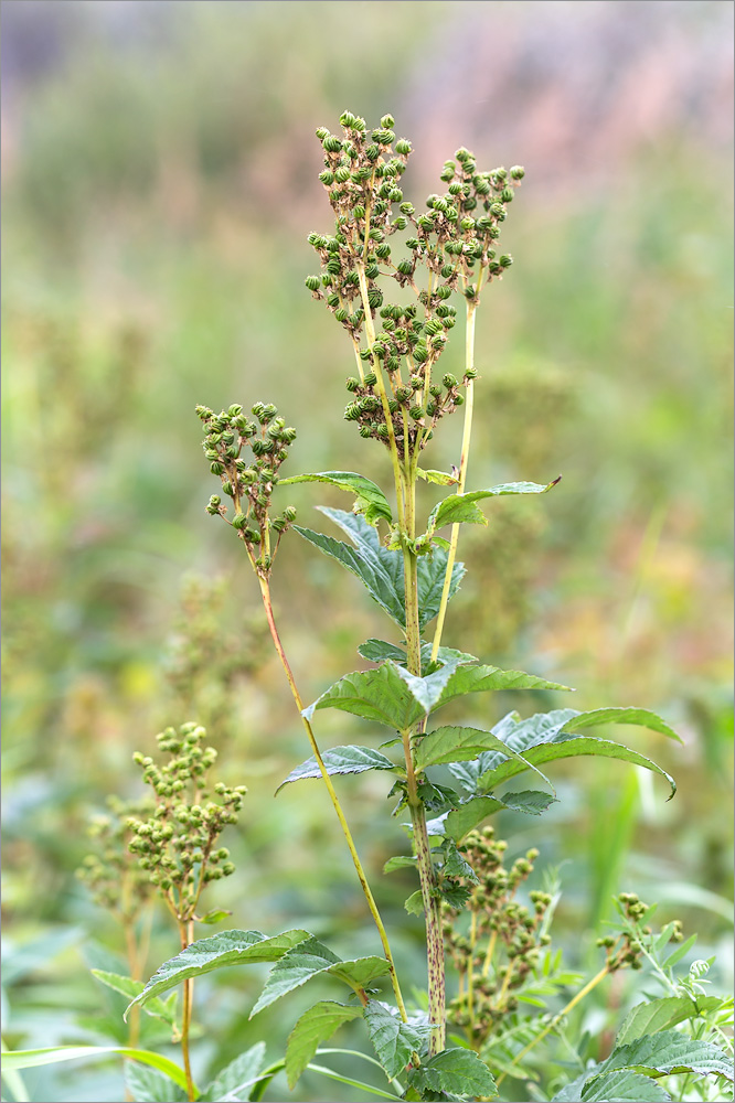 Image of Filipendula ulmaria specimen.