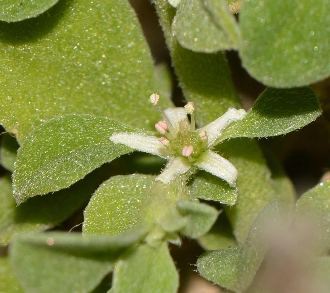 Изображение особи Galenia pubescens.