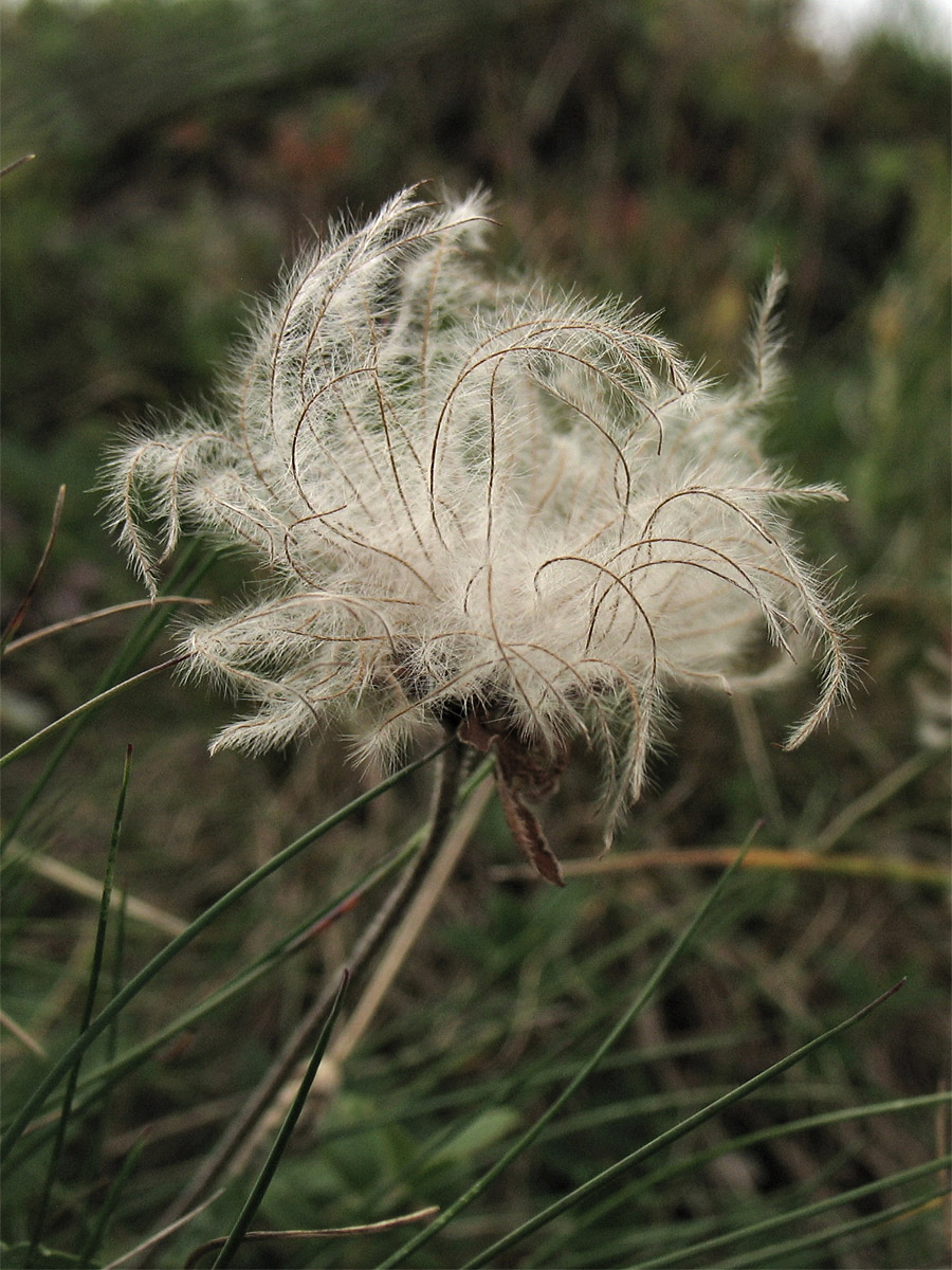 Изображение особи Dryas octopetala.