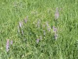 Vicia villosa