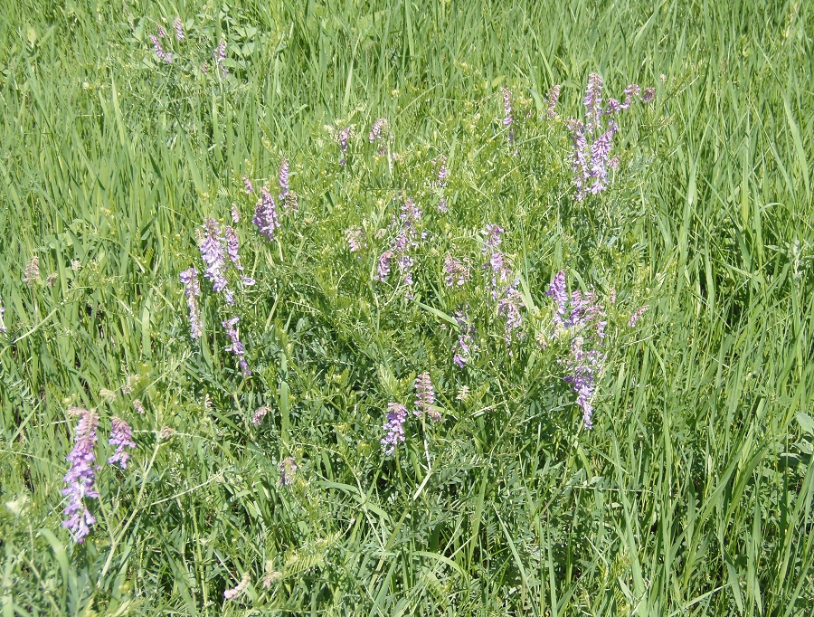 Изображение особи Vicia villosa.